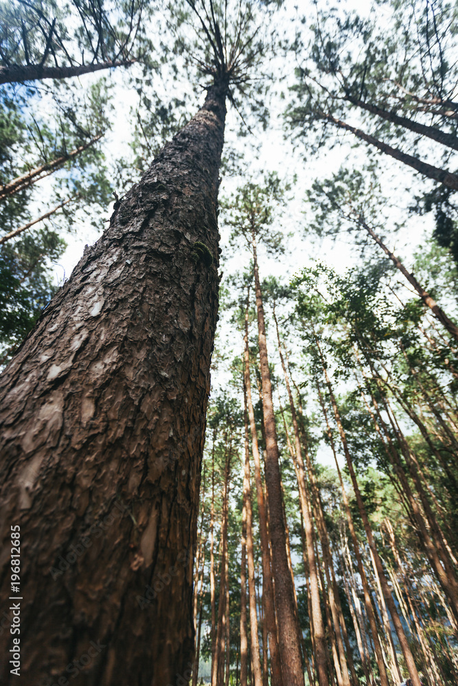 Fototapeta premium Upward view of pine forest in Doi Inthanon National Park, Thailand.