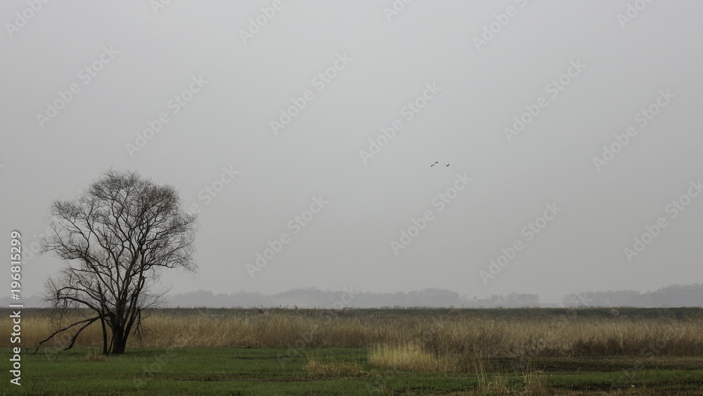 An old tree standing alone in the field An old tree standing alone in the field