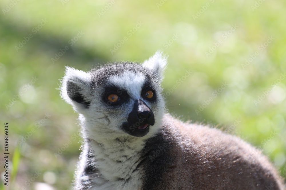 Obraz premium Critically Endangered Ring-Tailed Lemur Portrait 