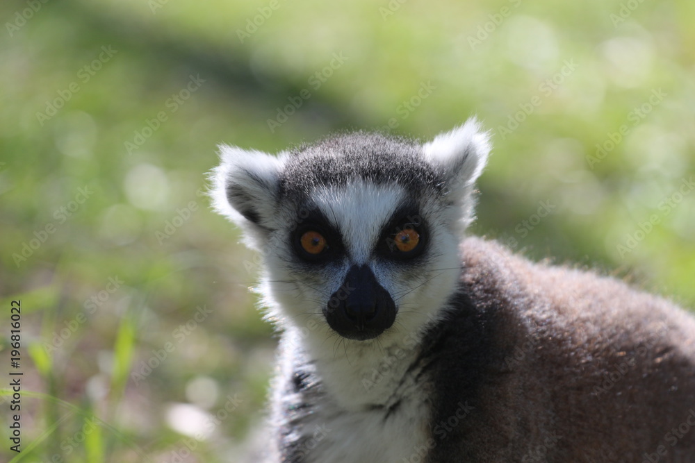 Obraz premium Portrait of a Ring Tailed Lemur from Madagascar 