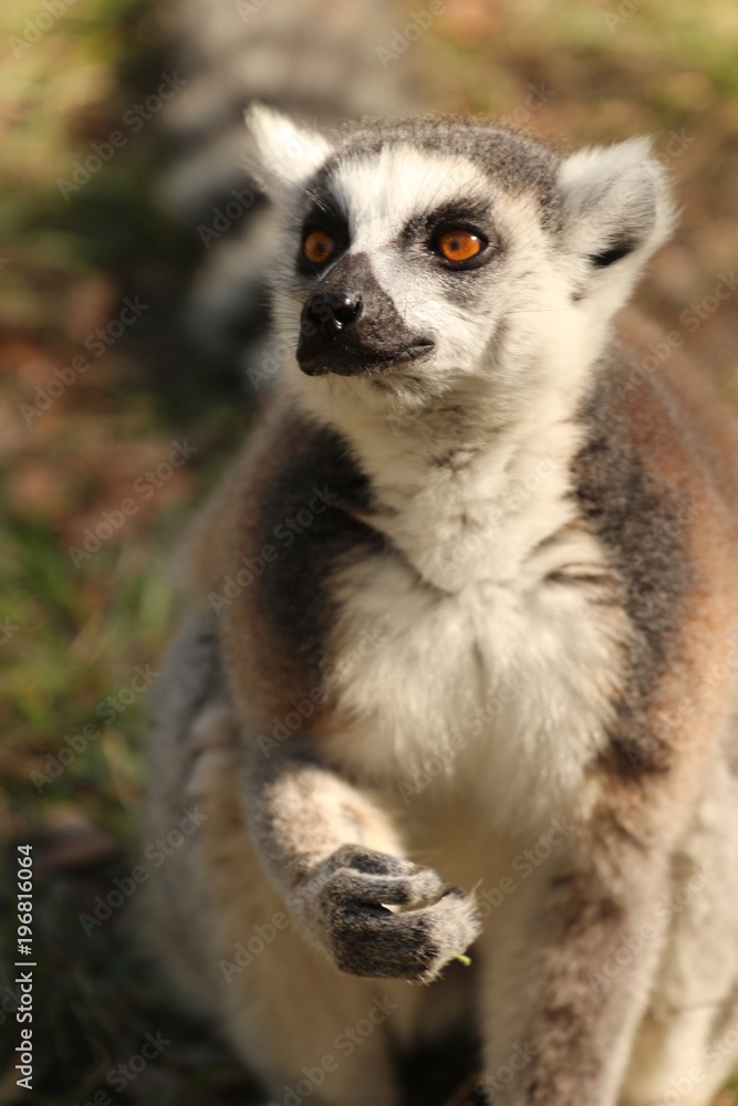 Obraz premium Portrait of a Young Endangered Ring Tail Lemur