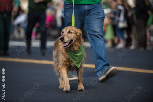 Fototapeta Naklejka Na Ścianę i Meble -  Happy Golden Retriever walking along Saint Patrick Day parade route wearing green bandana around neck.