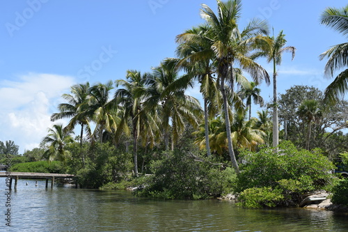 Palm trees lining the shore of island with small dock, blue sky.