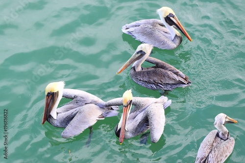 Close-up of pelicans floating in bay, with greenish water