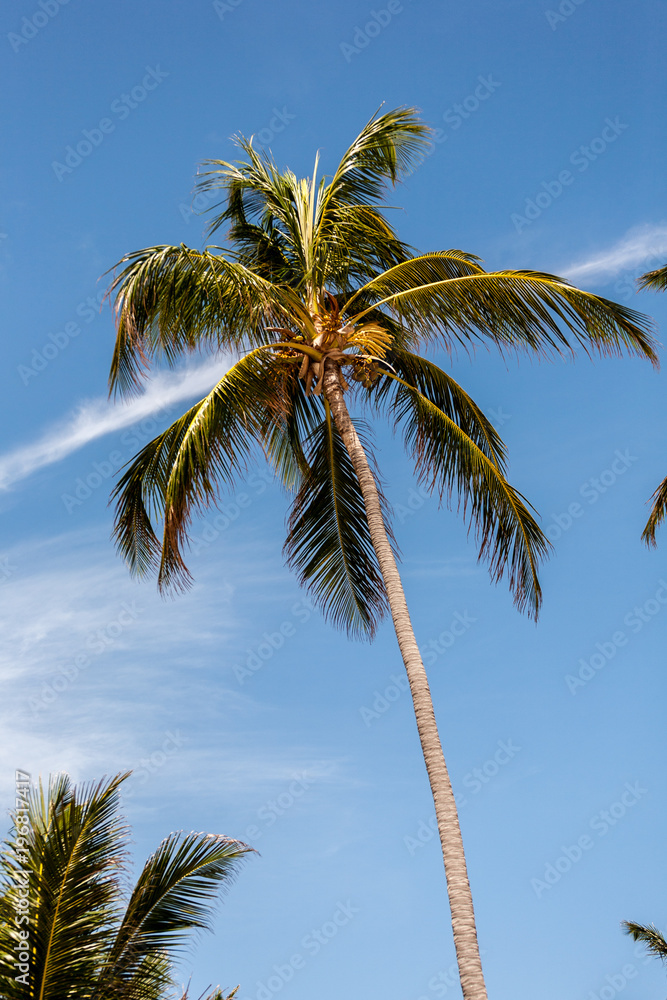 Palm Trees on an Exotic Caribbean Beach