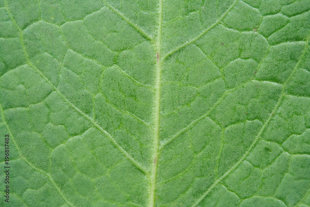 Green Leaf close-up horizontal Green Leaf close-up horizontal