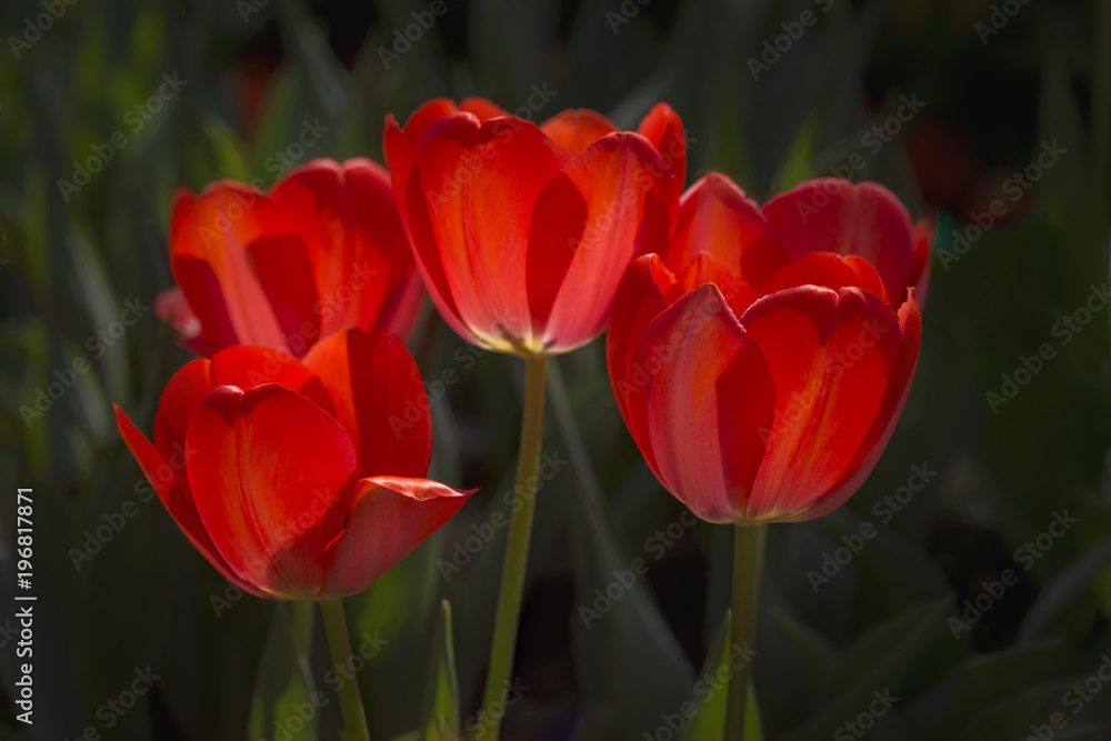 Spring Red Tulips