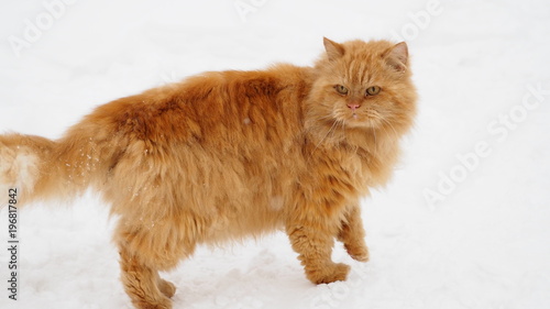 Orange fluffy Persian cat © Aleksei