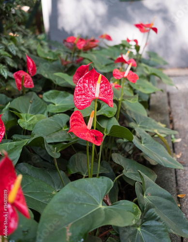 Flamingo Lily Plant In A Park