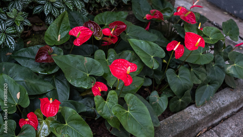 Flamingo Lily Plant In A Park