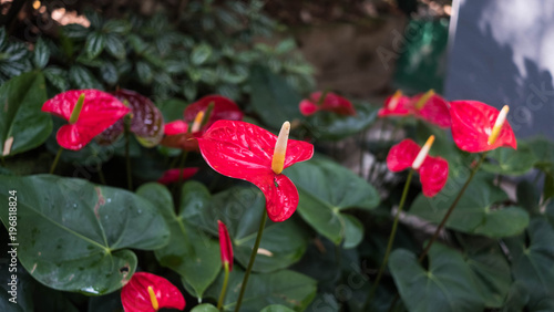 Flamingo Lily Plant In A Park