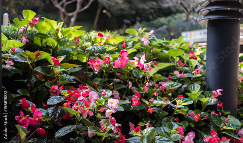 Perpetual Begonia Plant in A Park