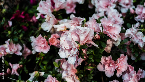 Azalea Plant In A Park