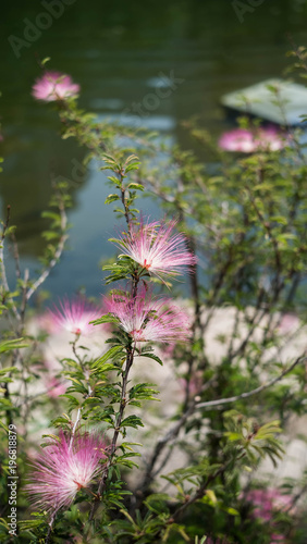 Pink Powderpuff Plant In A Park