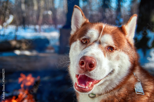 Siberian husky sitting by the campfire in winter forest in sunny frosty day. Dog smiles and looks at camera. Copy space.