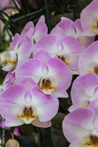 Bright pink flowers