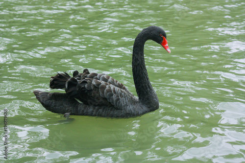 Black swan in green water of lake