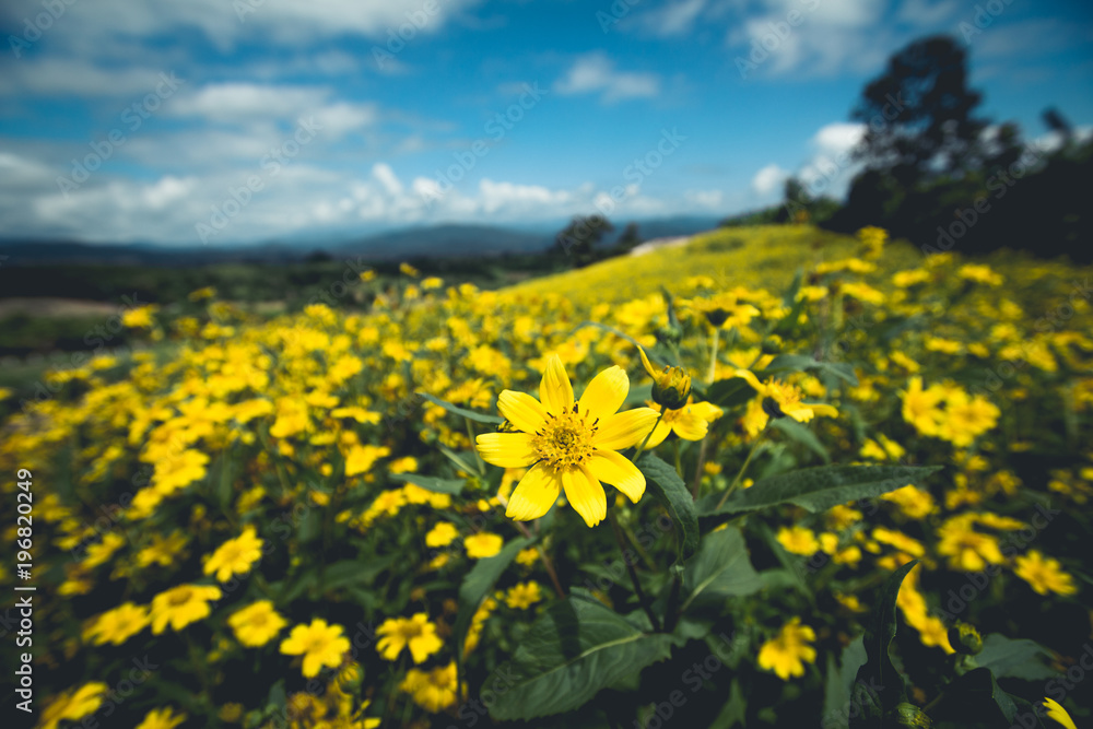 Obraz premium Yellow Flower Field