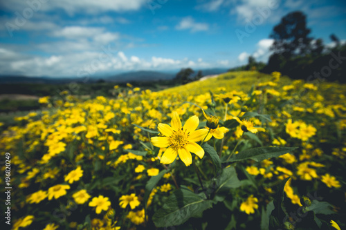 Fototapeta Naklejka Na Ścianę i Meble -  Yellow Flower Field
