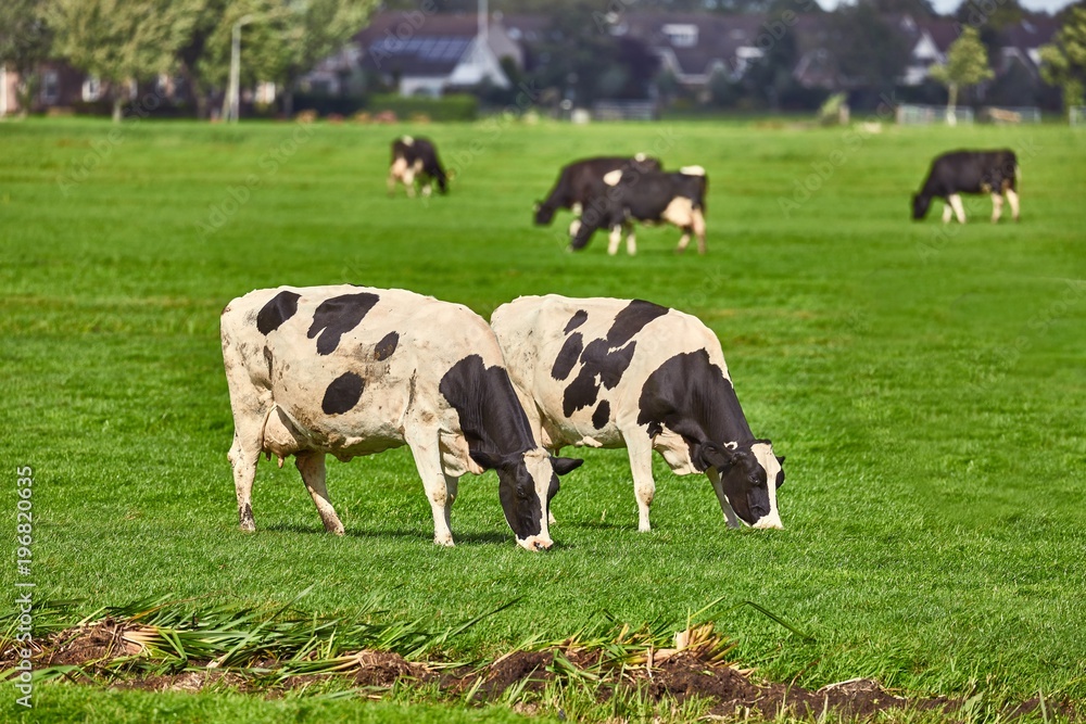 Cows on a farm