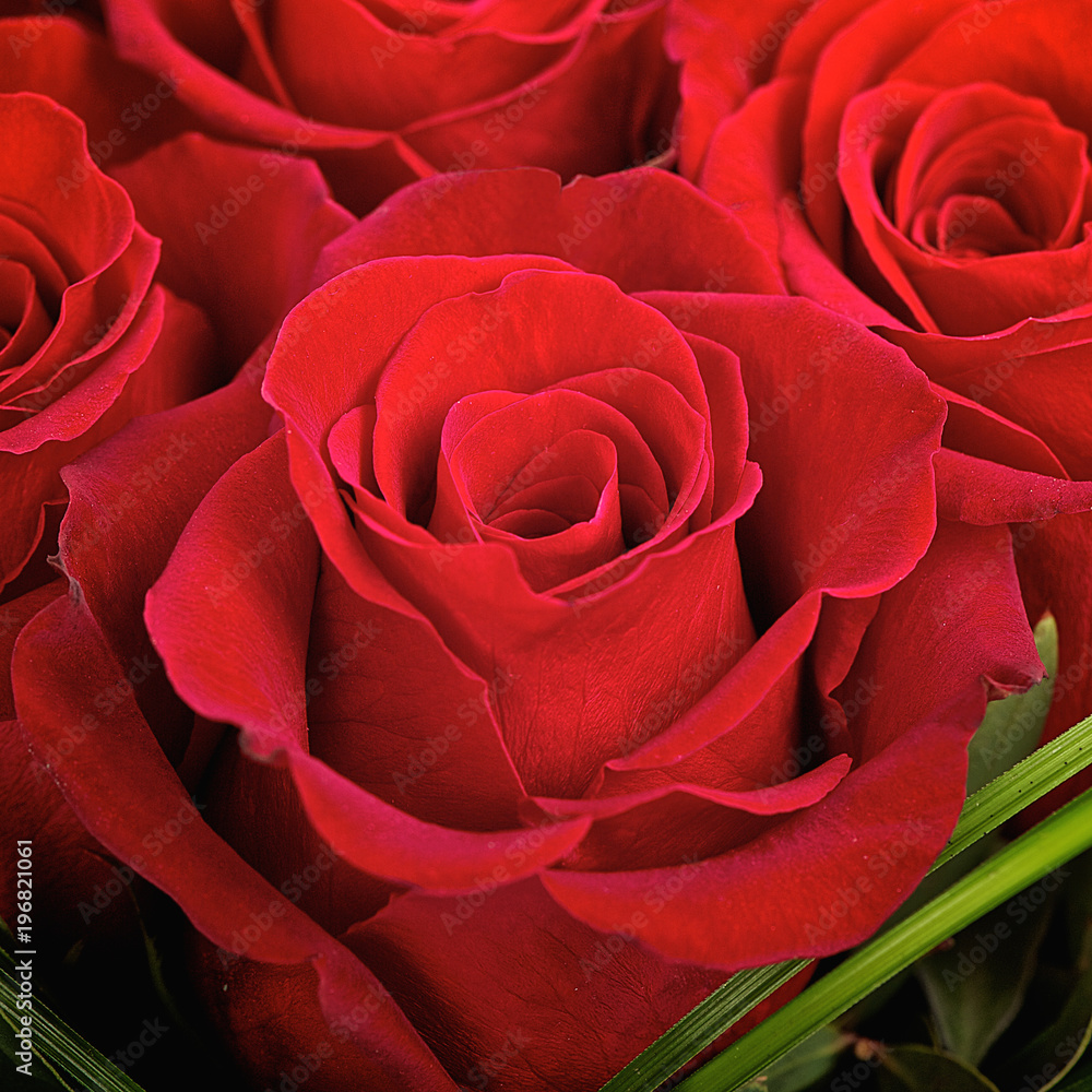 Red rose Red rose