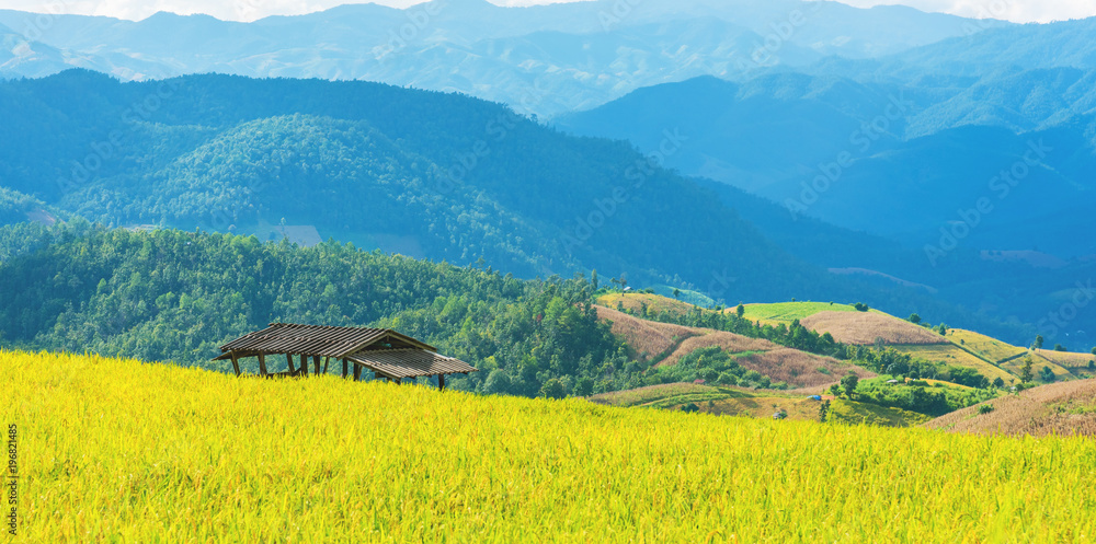 Obraz premium terraced golden rice field with sky and mountain.