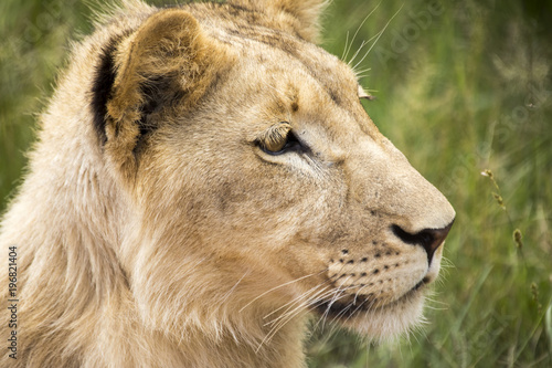 Fototapeta Naklejka Na Ścianę i Meble -  Lions of the grasslands of Africa.
