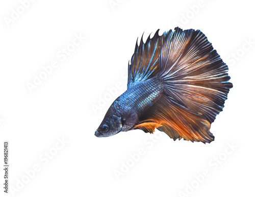 betta fish isolated on white background .