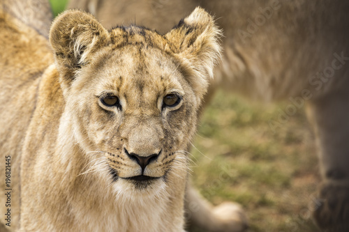 Fototapeta Naklejka Na Ścianę i Meble -  Lions of the grasslands of Africa.