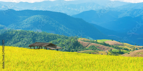 фотографія terraced golden rice field with sky and mountain.
