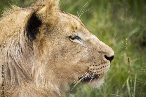 Fototapeta Naklejka Na Ścianę i Meble -  Lions of the grasslands of Africa.