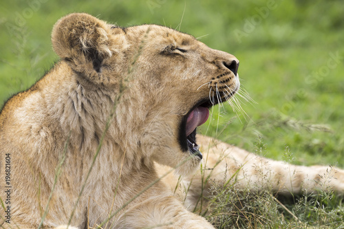 Fototapeta Naklejka Na Ścianę i Meble -  Lions of the grasslands of Africa.