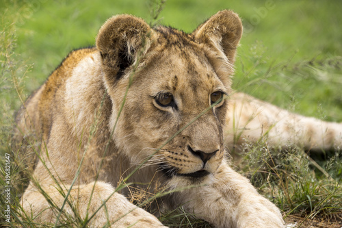 Fototapeta Naklejka Na Ścianę i Meble -  Lions of the grasslands of Africa.