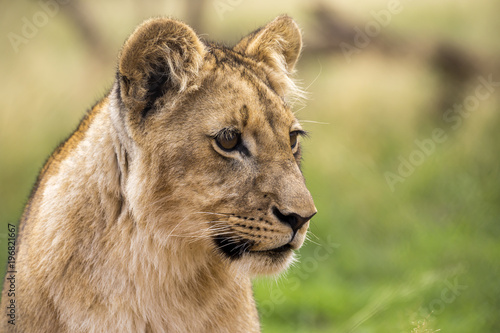 Fototapeta Naklejka Na Ścianę i Meble -  Lions of the grasslands of Africa.