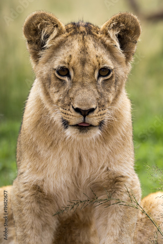 Fototapeta Naklejka Na Ścianę i Meble -  Lions of the grasslands of Africa.