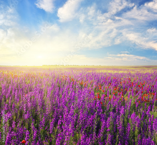 Spring violet flowers in meadow. © GIS