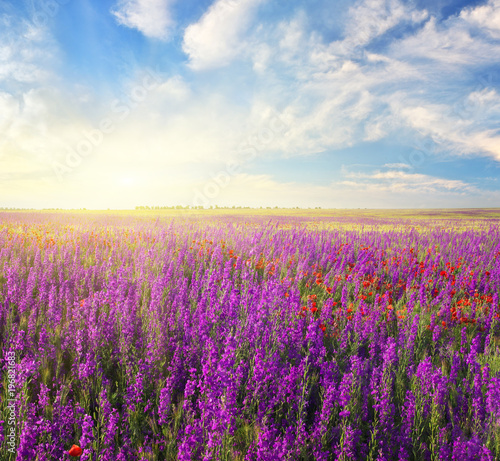 Spring violet flowers in meadow.