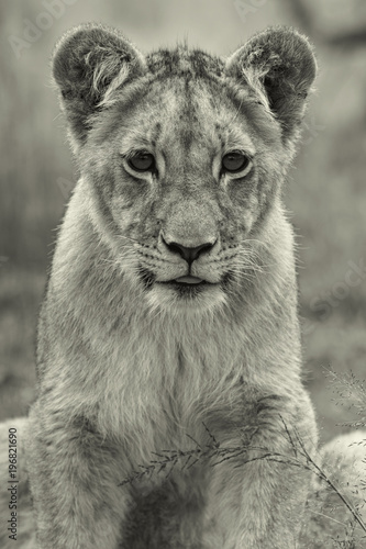 Fototapeta Naklejka Na Ścianę i Meble -  Lions of the grasslands of Africa.