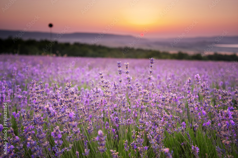 Meadow of lavender. Meadow of lavender.