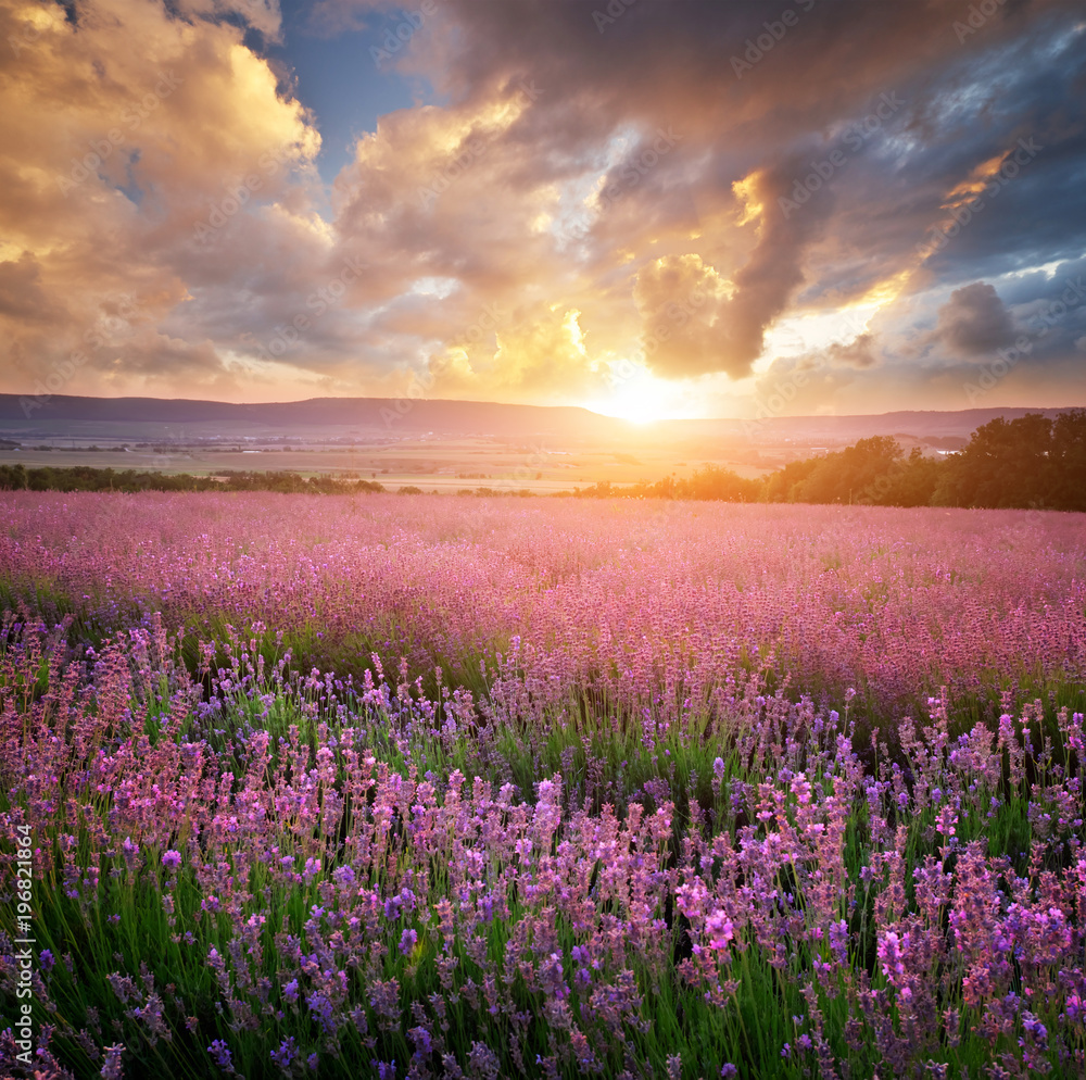 Meadow of lavender and sunshine. Landscape and agriculture nature composition.