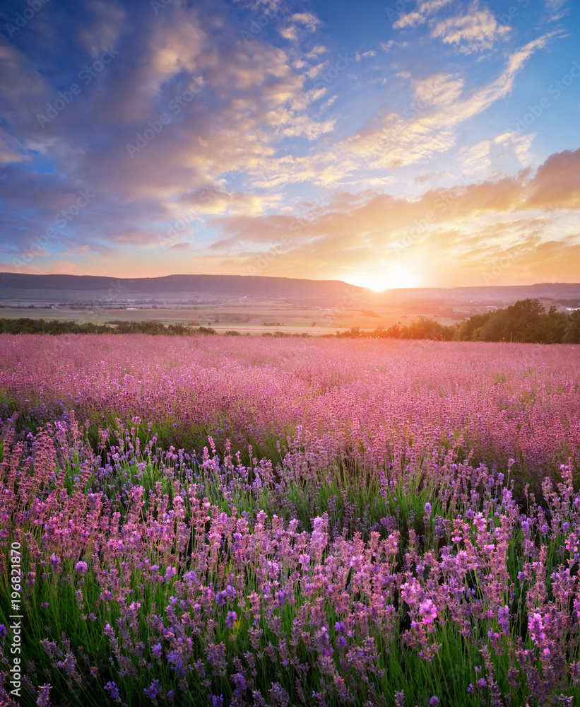 Meadow of lavender and sunshine. Landscape and agriculture nature composition. - obrazy, fototapety, plakaty 