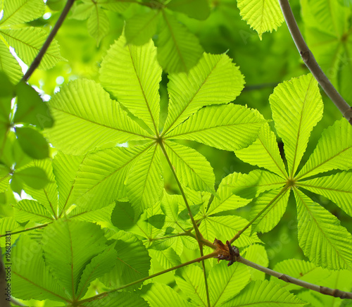 Spring leaf of chestnut.