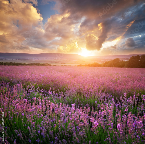 Meadow of lavender and sunshine. Landscape and agriculture nature composition.