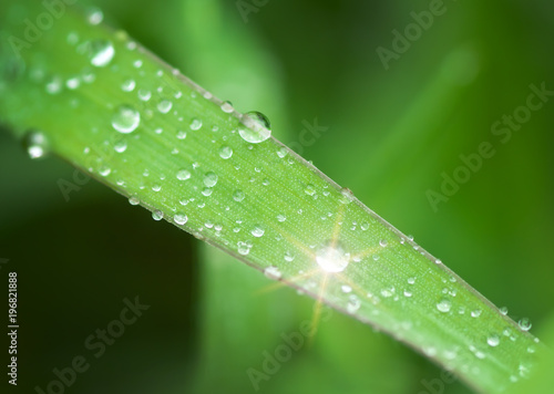 Macro of raindrop.