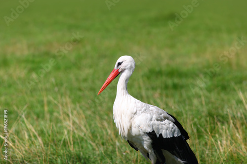 White stork bird in the meadow