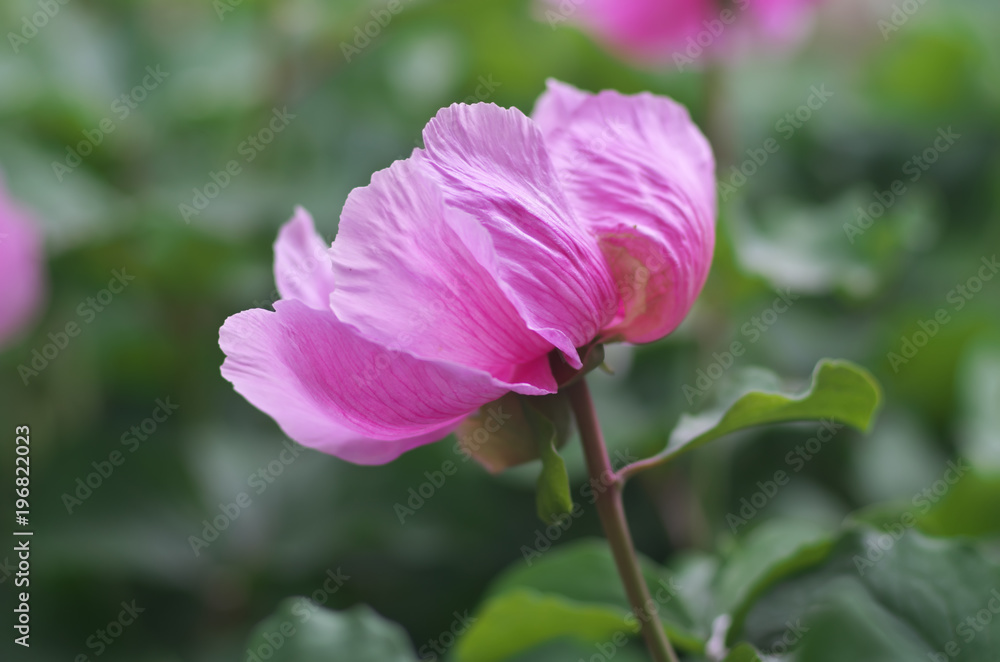 Peony portrait flower.