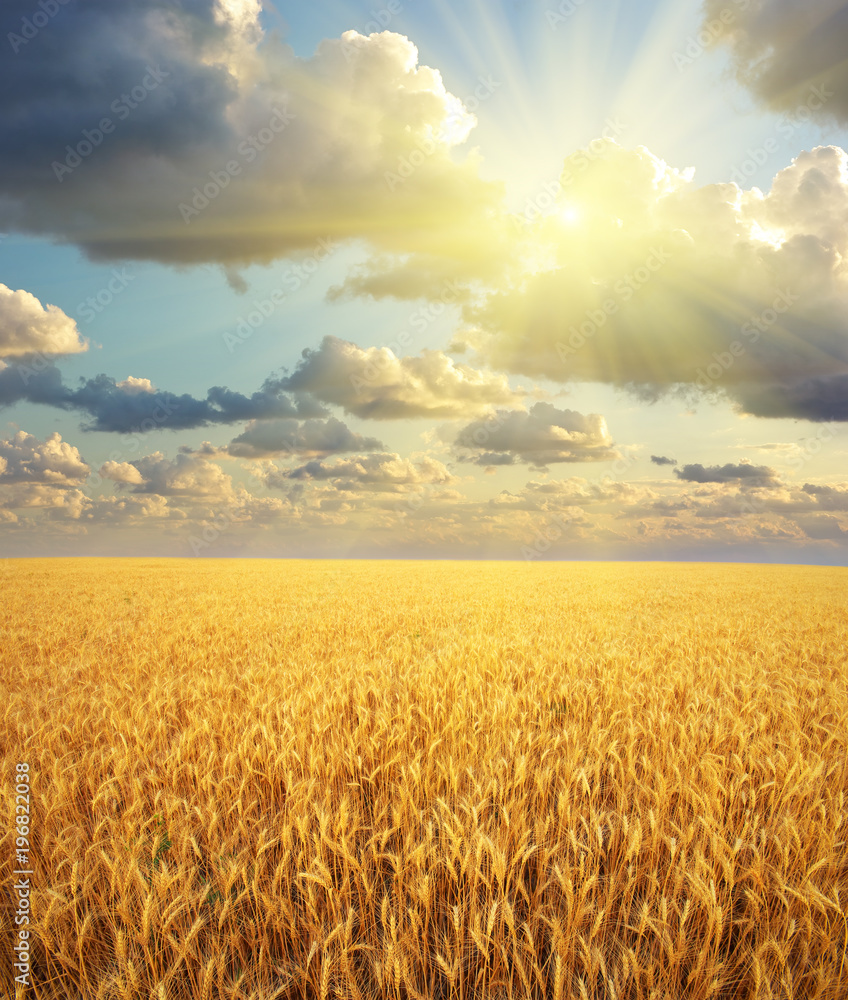 Meadow of wheat