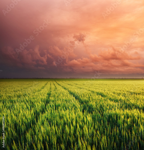 Meadow of wheat.