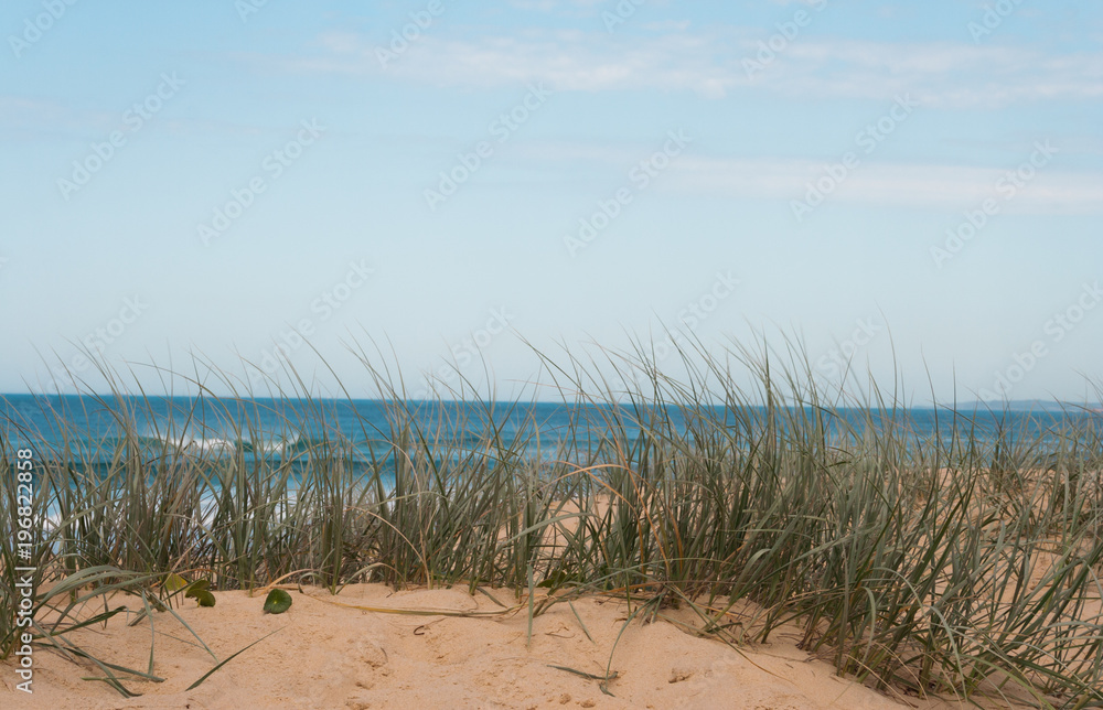 Grassy dune at the beach on a sunny summer day Grassy dune at the beach on a sunny summer day
