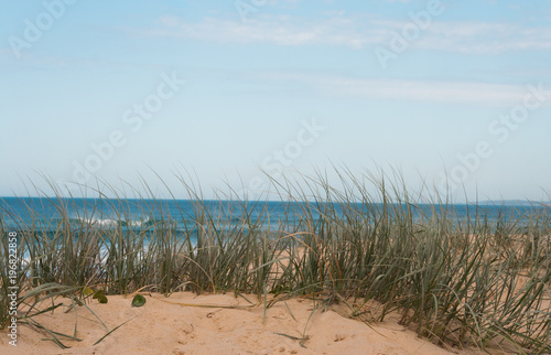 Grassy dune at the beach on a sunny summer day